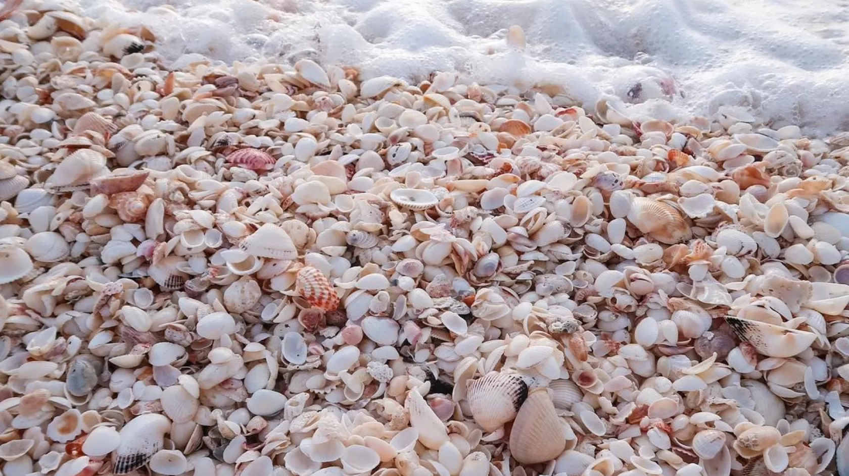 SeashellsBeachWaves_Sanibel_kaymarie_adams_2021_04.jpg