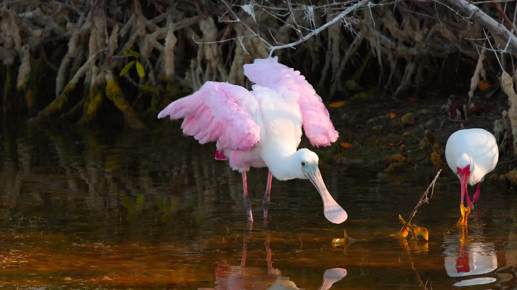 wildlife-spoonbill.jpg