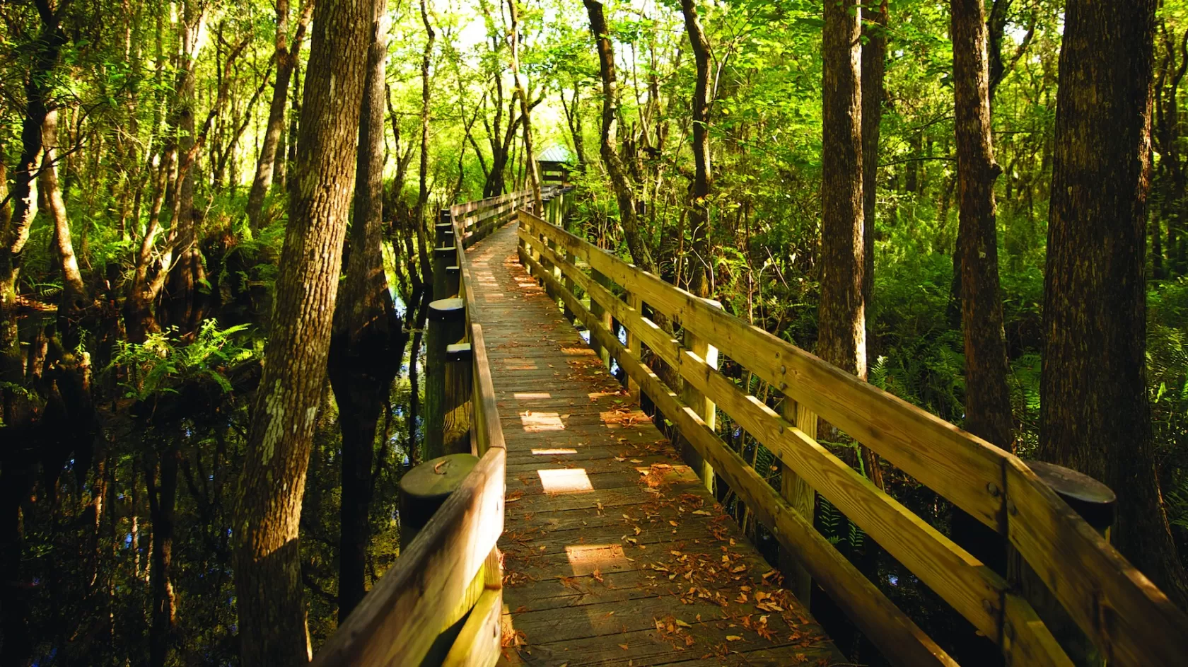 Six Mile Cypress Slough Preserve
