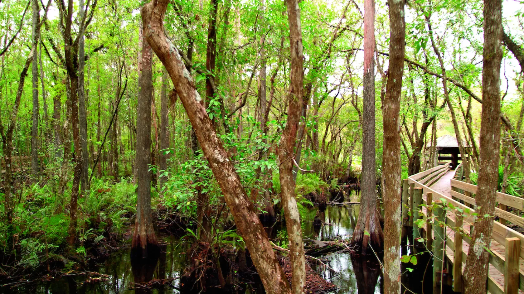 six mile cypress