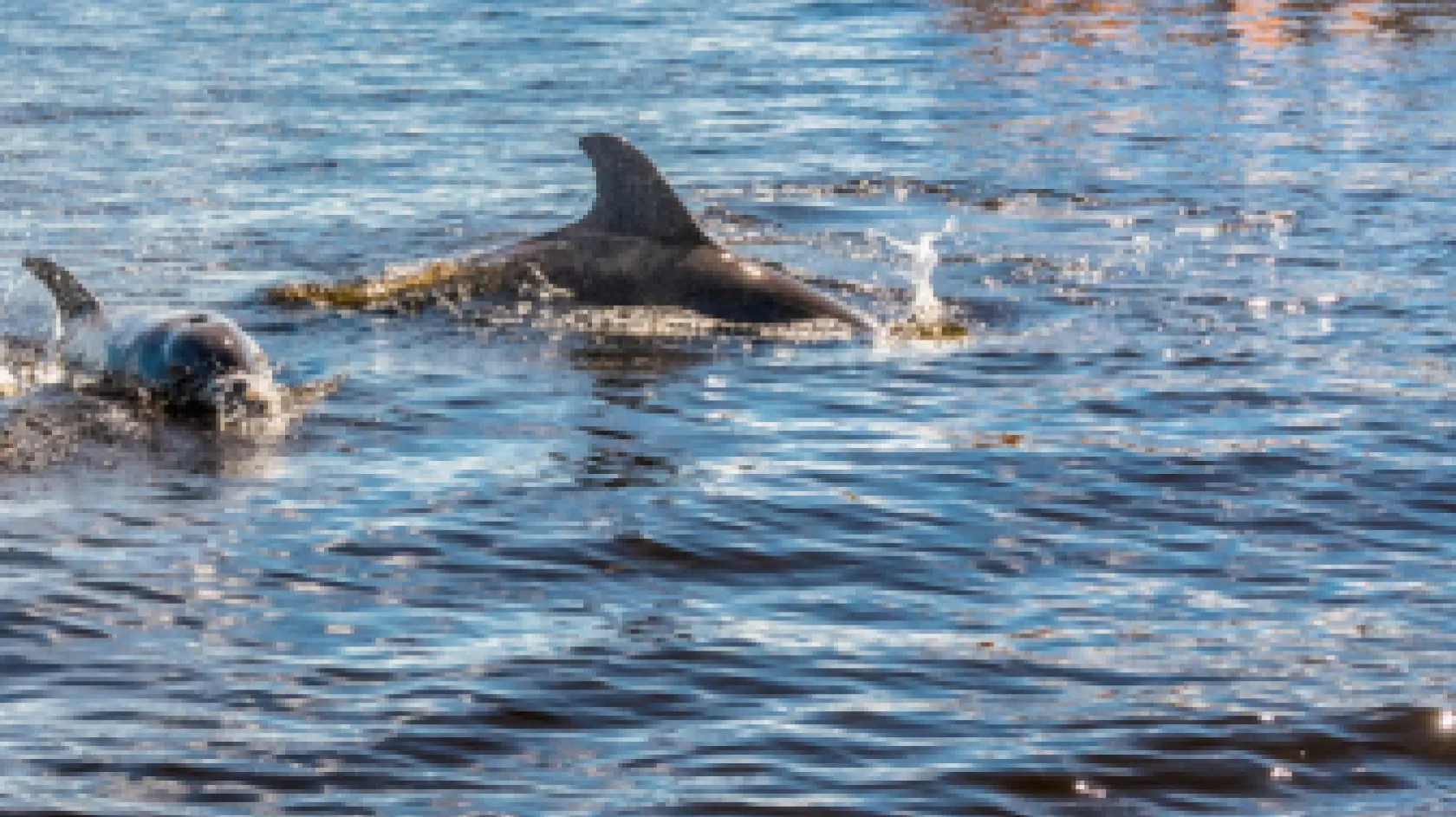 Cruise passengers see dolphins in the water