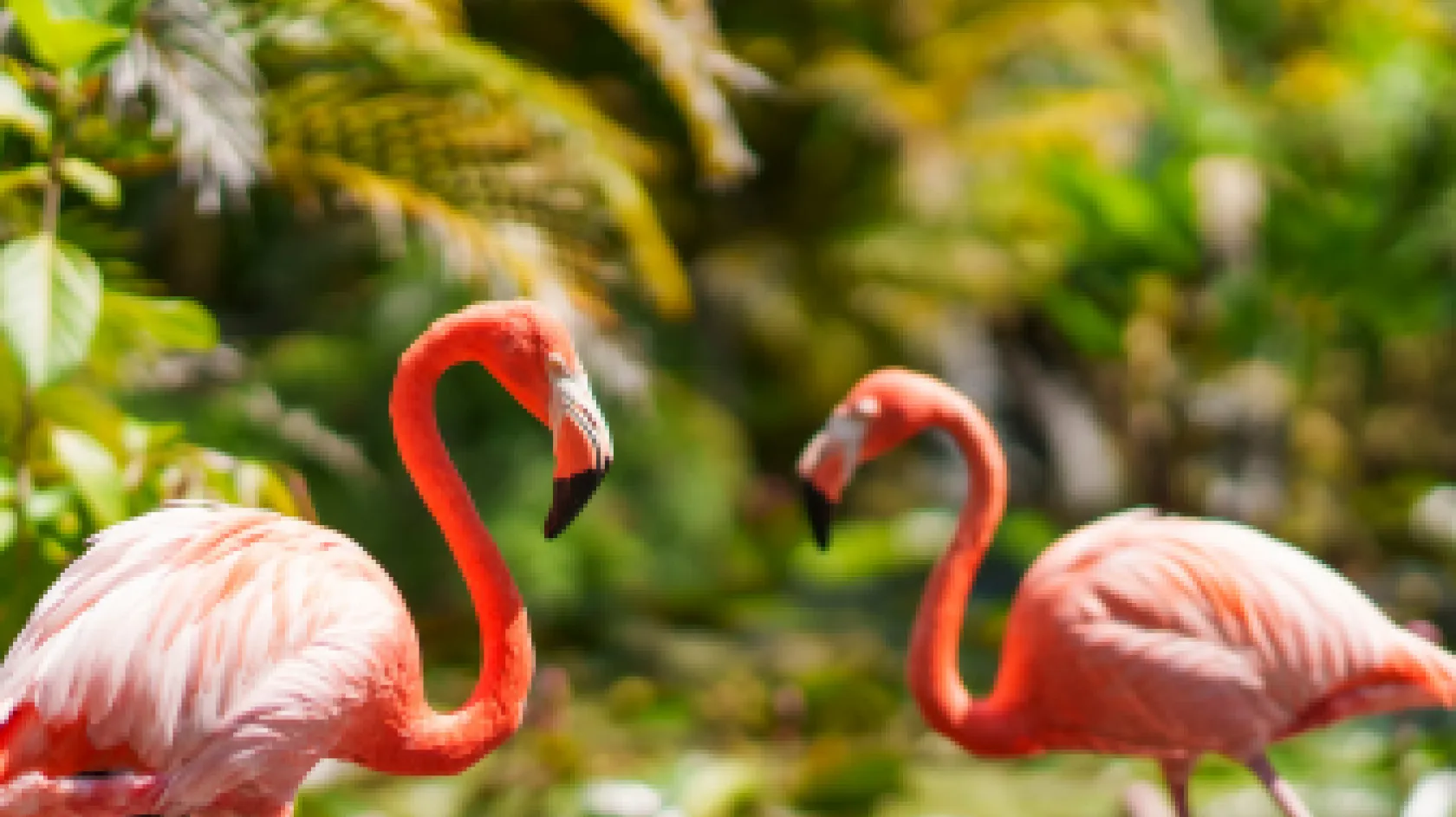 Stunning flamingoes at Wonder Gardens