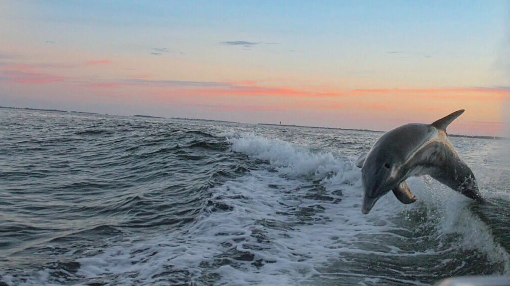 A dolphin jumps in the wake of a boat at sunset