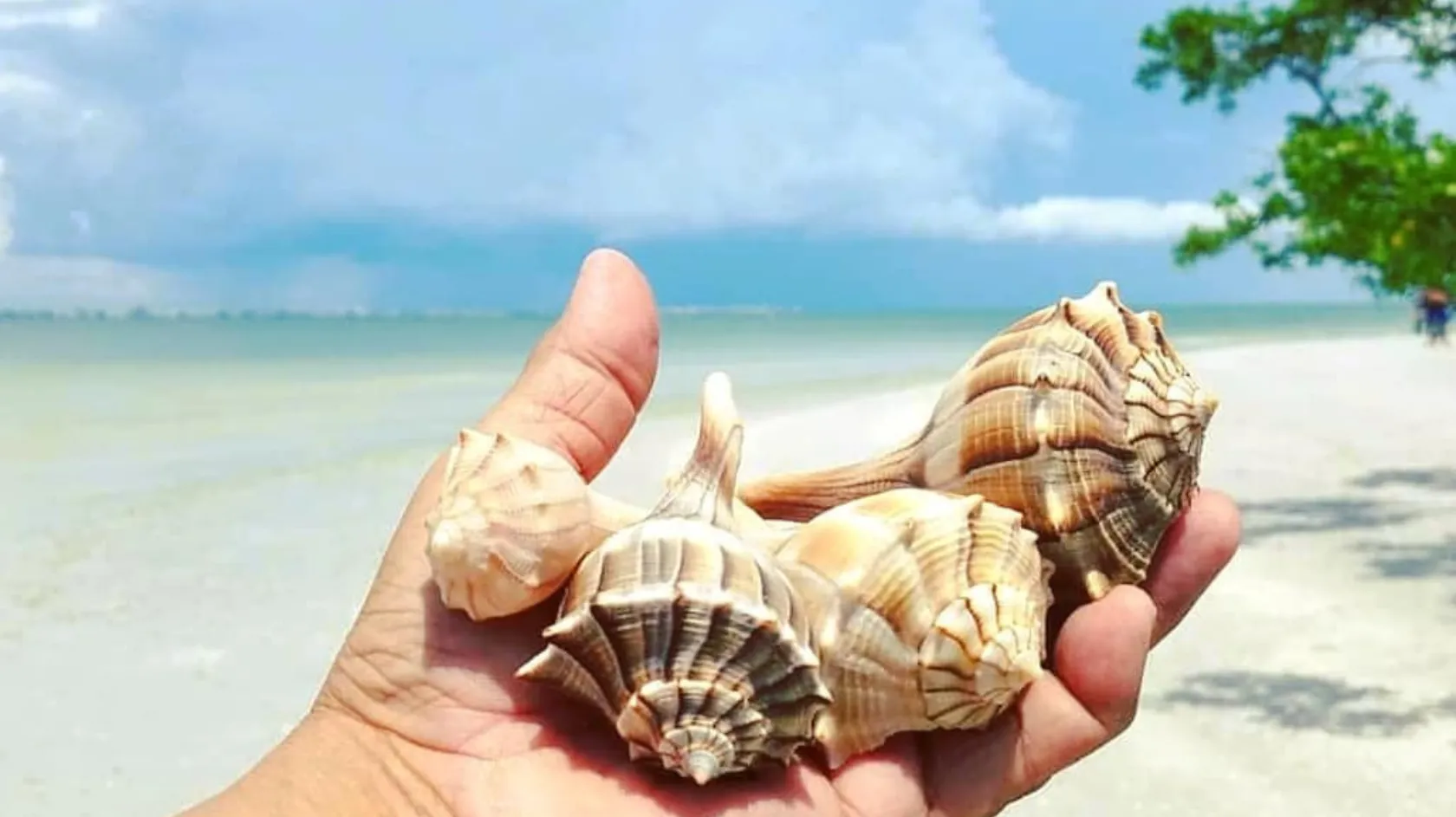 A handful of shells collected on a remote island