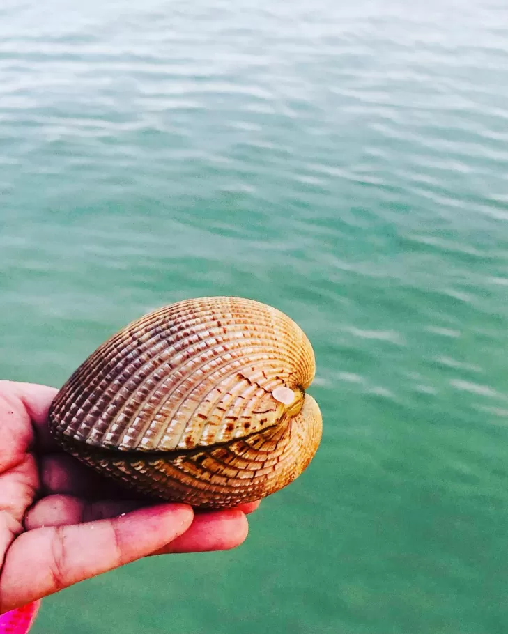 Seashells expert guide: what are they, where do they come from