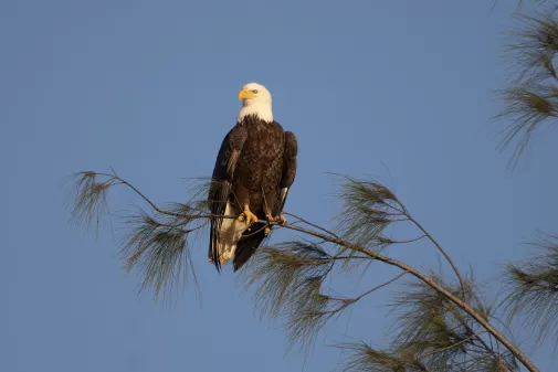 Águila sentada en la rama de un árbol