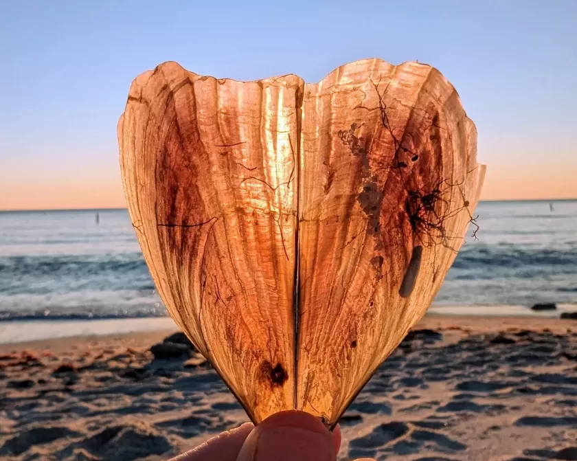 Strandmuscheln Sonnenuntergang