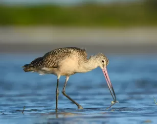 Marbled Godwit