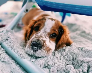 Dog Beach Sand