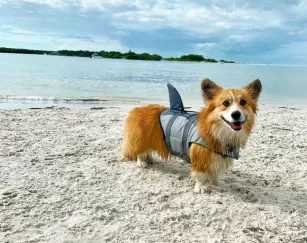 Your fur baby can enjoy spring break, too!