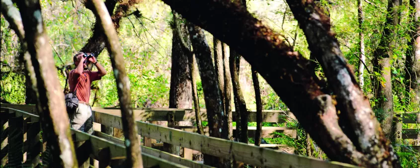 Babcock Wilderness Advertures - boardwalk.jpg