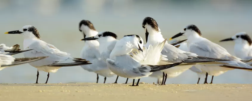 Küstenvögel, Bunche Beach