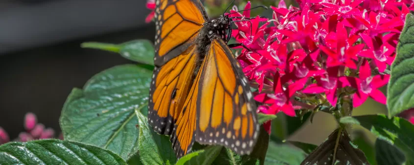 openerimage-mariposa-monarca-en-calusa-nature-center_0.jpg