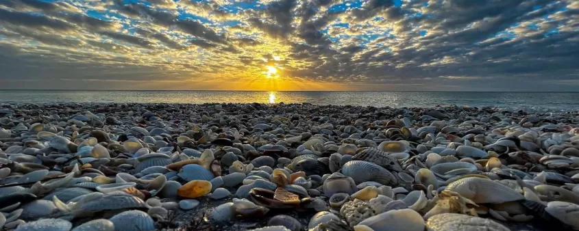 coquillages sur la plage au coucher du soleil