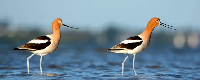 Avocetas americanas