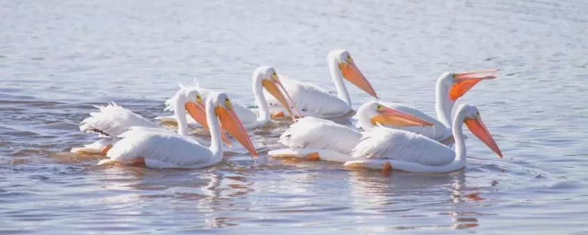 Aves Pelícanos blancos JN Ding Darling Wildlife Refuge