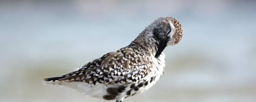 Black bellied plover