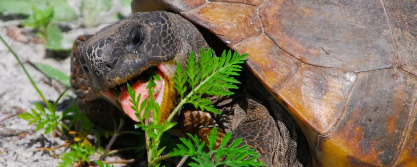 Gopherschildkröte beim Fressen