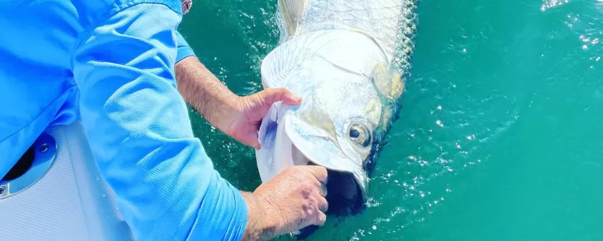 Man Fish Tarpon Catch Boat