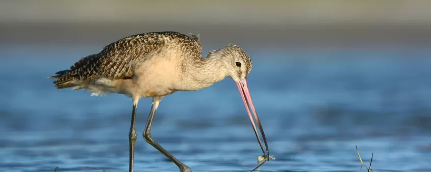 Marbled Godwit