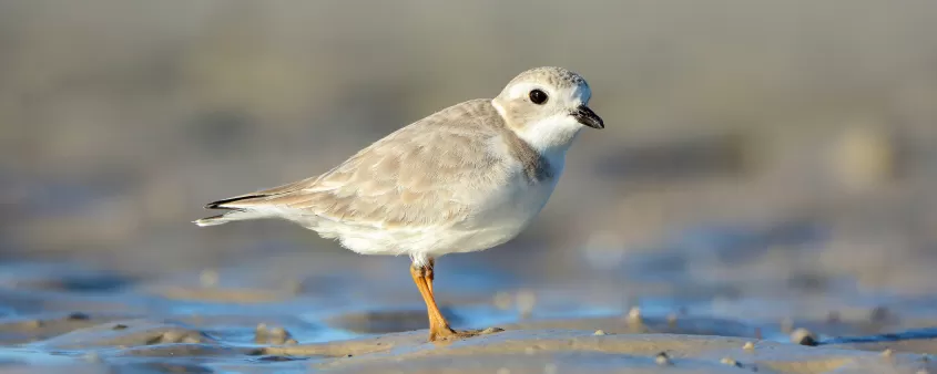 Piping plover