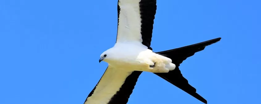 Swallow-tailed Kite Migratory Bird Nature Wildlife