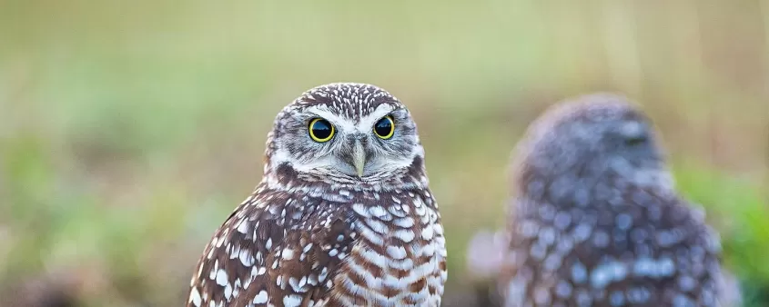 Bird Burrowing Owl Nature