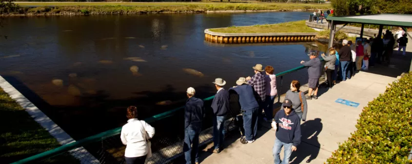 Un groupe de personnes se rassemble pour regarder les lamantins nager au Manatee Park