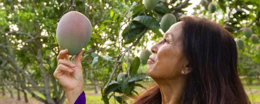 Natur Pflanzen Mango Fruchtgrün
