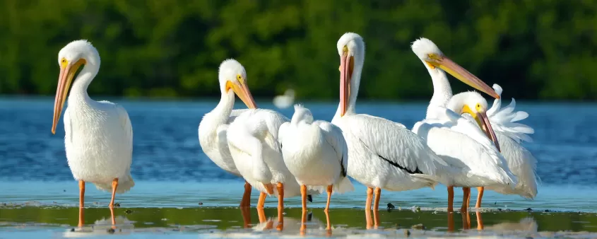 Weiße Pelikane