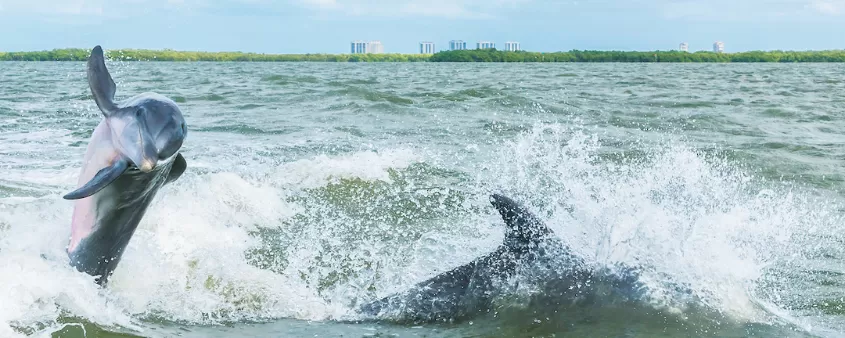 delfines jugando