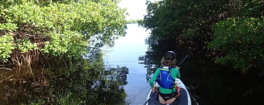 SWFL paddle family