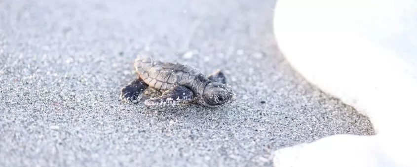 Wildlife Turtle Baby Sand Playa Sea Espuma