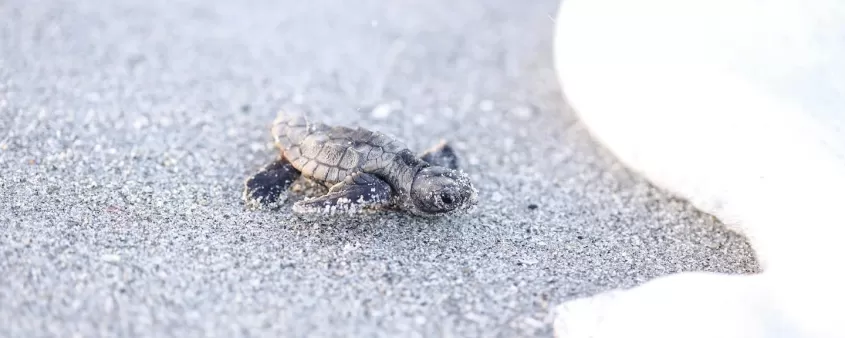 Faune Tortue Bébé Sable Plage Mer Mousse