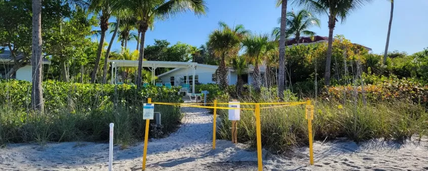 palmeras de anidación de tortugas de playa