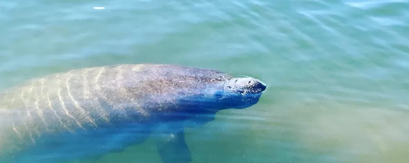 lamantin dans l'eau qui sort le nez de la surface de l'eau