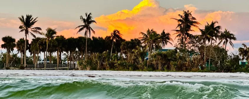 Plage Vagues Palmier Coucher de Soleil