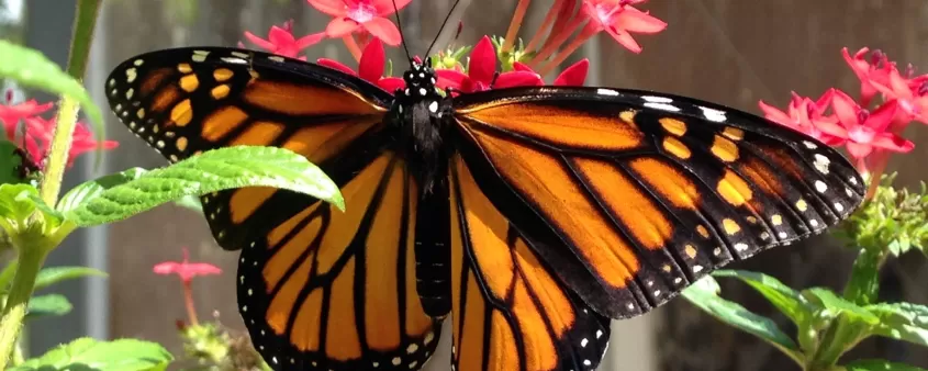 Les papillons prospèrent dans la volière à papillons du Calusa Nature Center