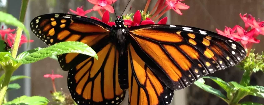 Butterflies thrive in the butterfly aviary at Calusa Nature Center