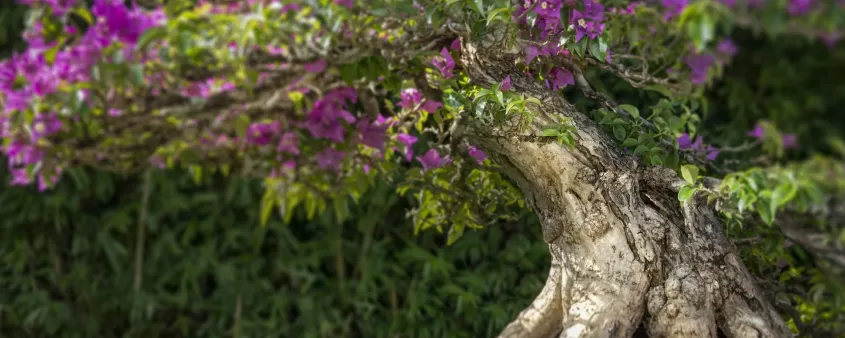 Wigerts Bonsai-Garten