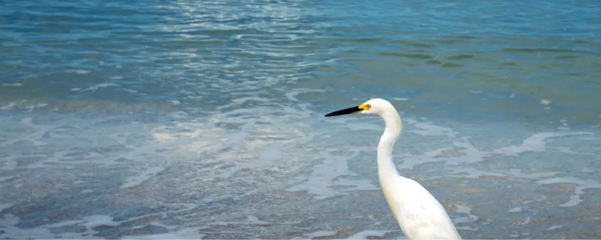 A shorebird walks along the beach