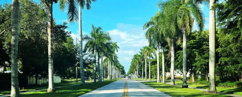 Palm trees line the streets in the Fort Myers area
