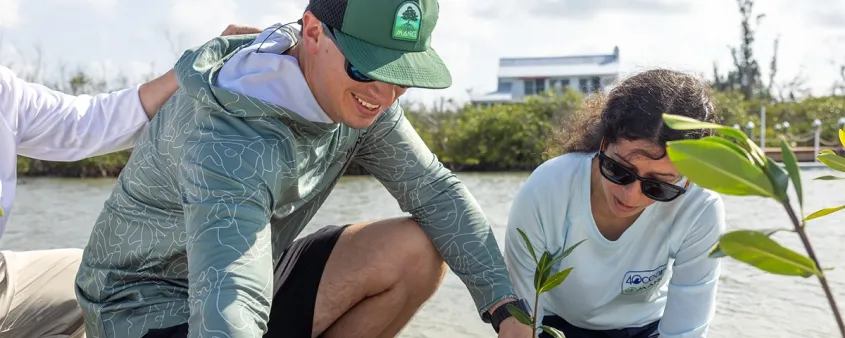 Two volunteers plant a young mangrove in the sand during a Sanibel-Captiva Conservation Foundation restoration project.