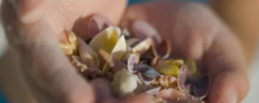 Mädchen, das eine Auswahl an Muscheln hält, damit alle sie sehen können