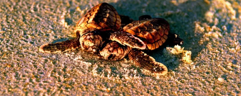 Par de tortugas marinas en la playa