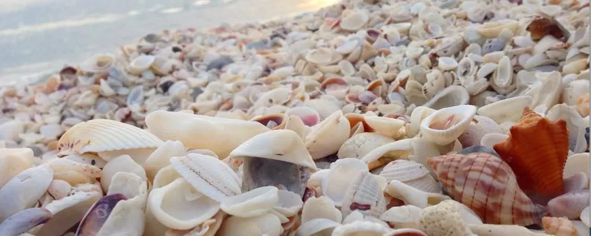 Fülle von Muscheln vermischt mit Sand am Strand
