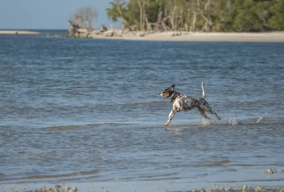 Далматинець бігає на собачому пляжі в Боніта-Спрінгс