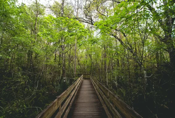 wooden boardwalk in forest