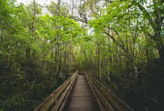 paseo marítimo de madera en el bosque