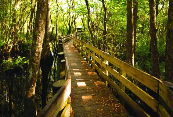 Six Mile Cypress Slough Preserve